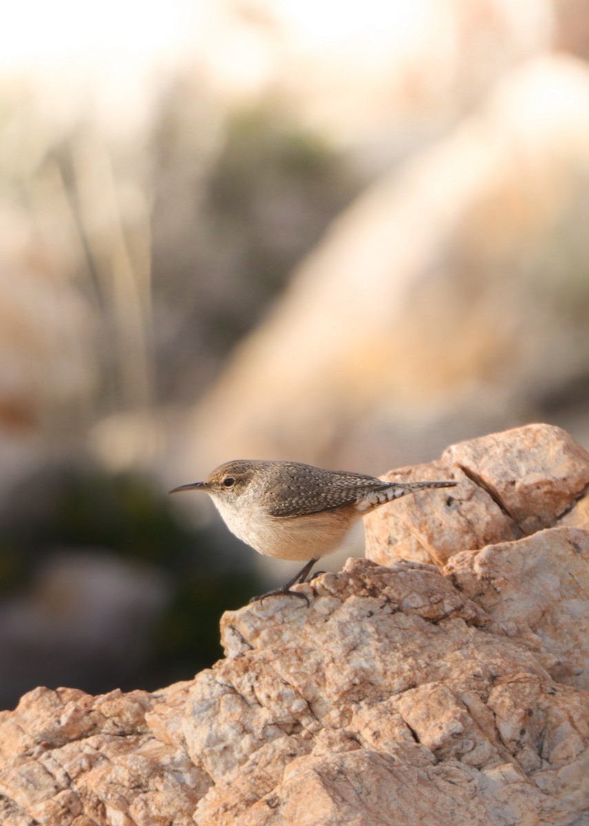 Rock Wren - Mackenzie Johnston