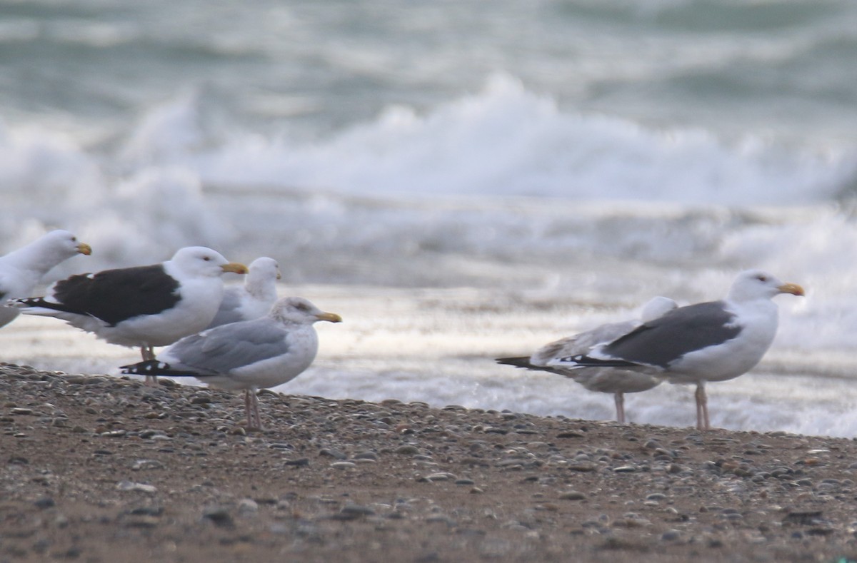 Herring x Great Black-backed Gull (hybrid) - ML615846257