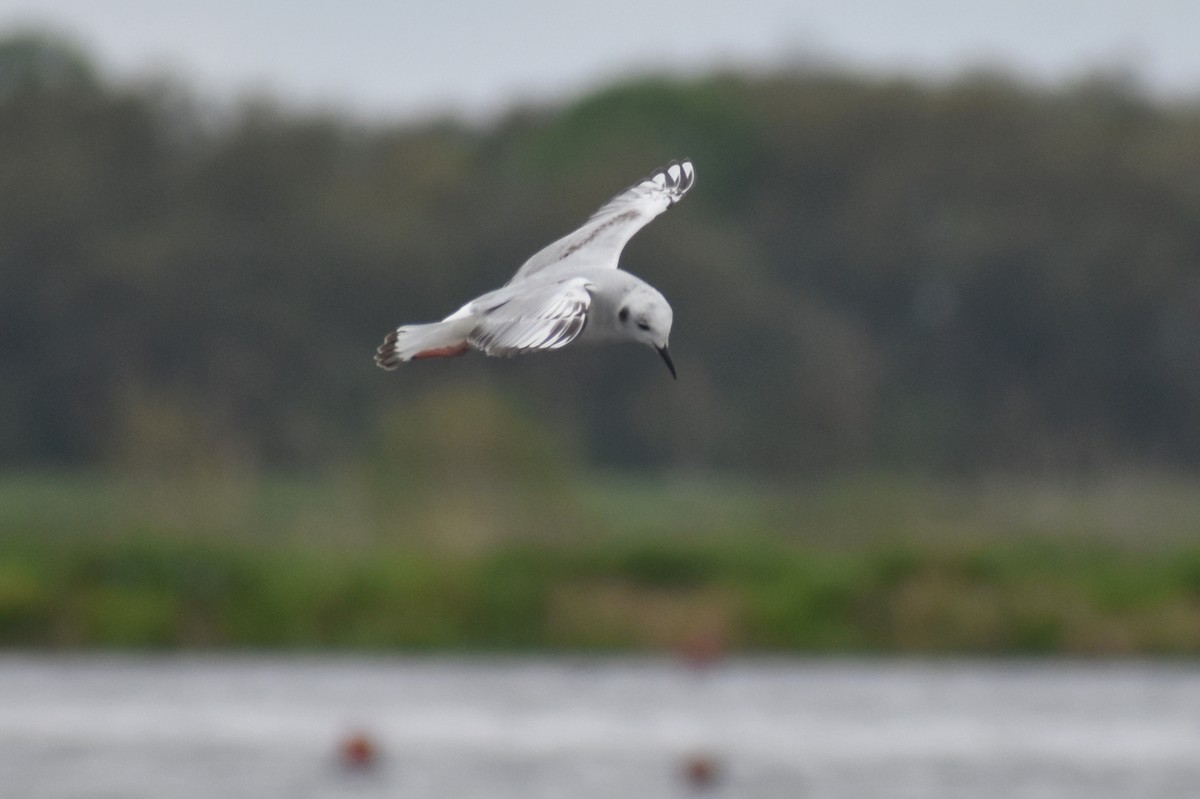 Bonaparte's Gull - ML615846269