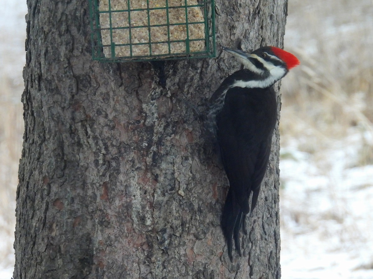 Pileated Woodpecker - ML615846347
