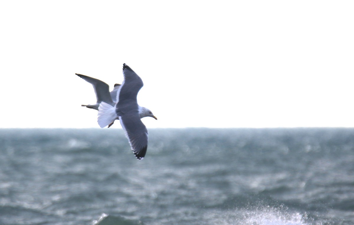Herring x Great Black-backed Gull (hybrid) - Michael McAllister