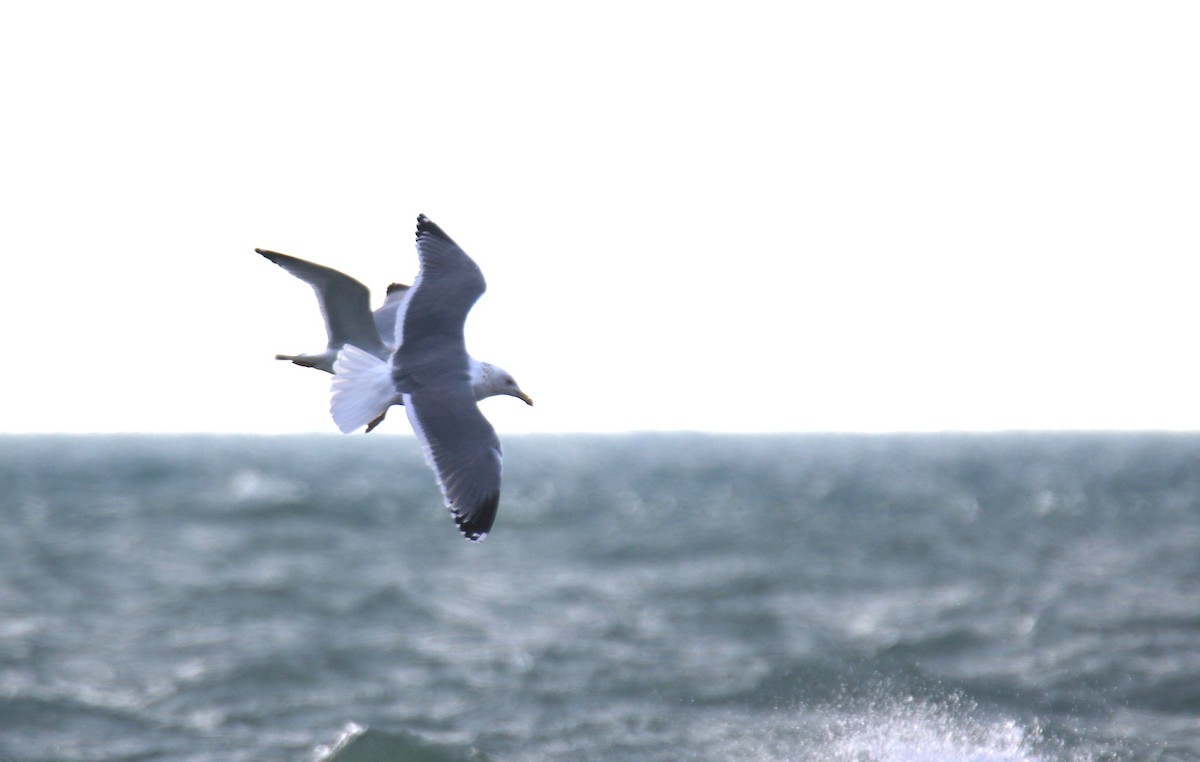 Herring x Great Black-backed Gull (hybrid) - ML615846415