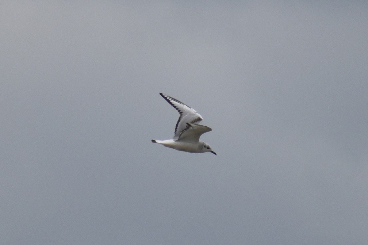 Bonaparte's Gull - ML615846419