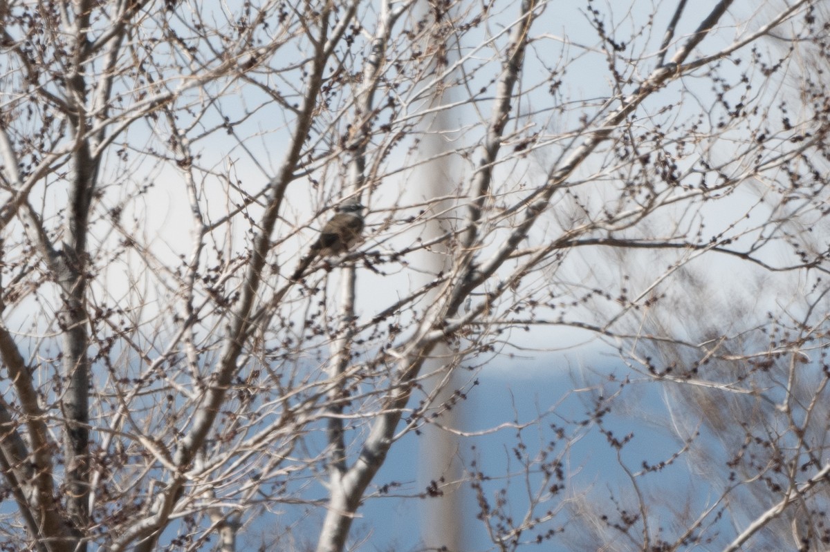 Sagebrush Sparrow - T. Jay Adams