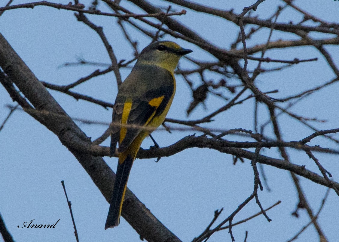 Long-tailed Minivet - ML615846443