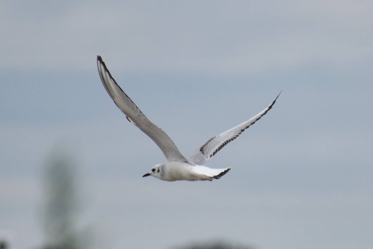 Bonaparte's Gull - ML615846461