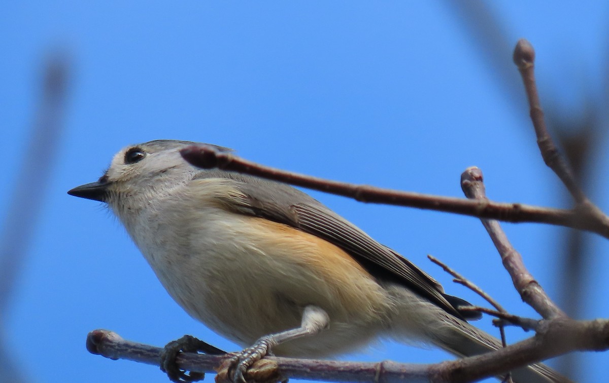 Tufted Titmouse - Anne Mytych