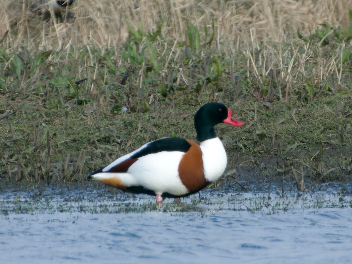 Common Shelduck - Rutger Koperdraad