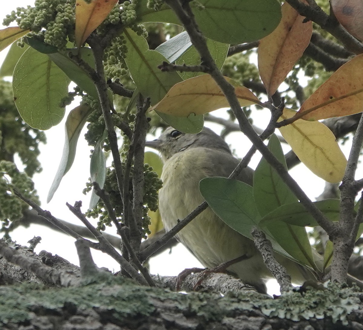 Orange-crowned Warbler - ML615846561