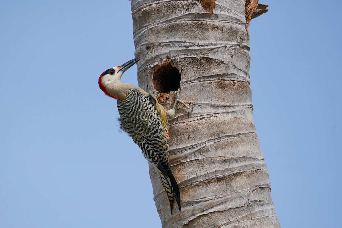 West Indian Woodpecker - ML615846652