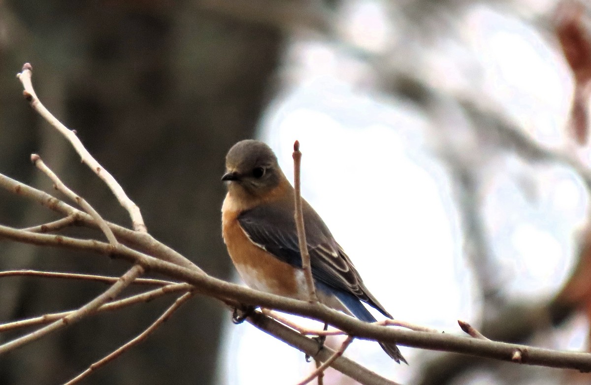 Eastern Bluebird - Anne Mytych