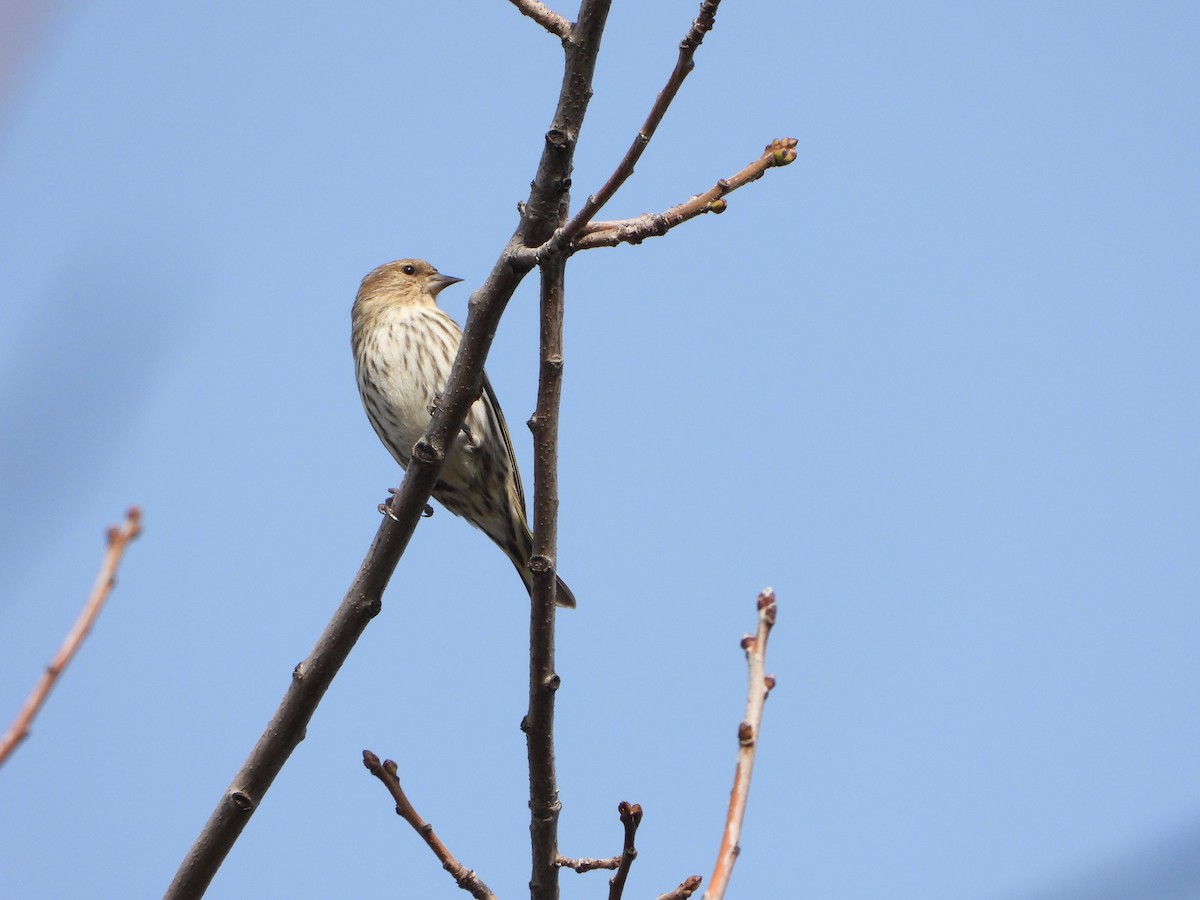 Pine Siskin - ML615846669