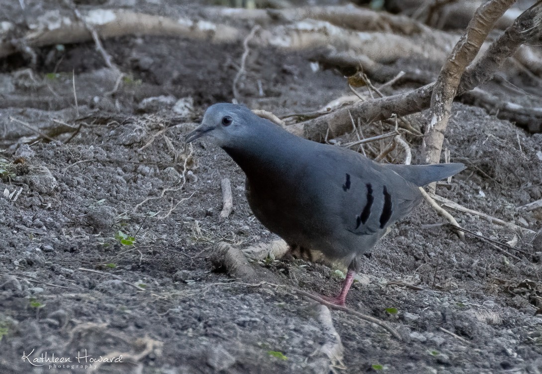 Maroon-chested Ground Dove - Kathleen Howard