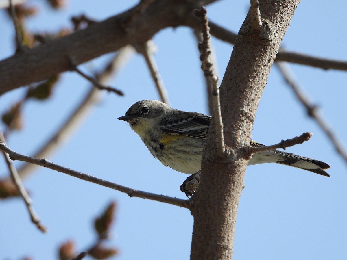 Yellow-rumped Warbler (Myrtle x Audubon's) - ML615846684