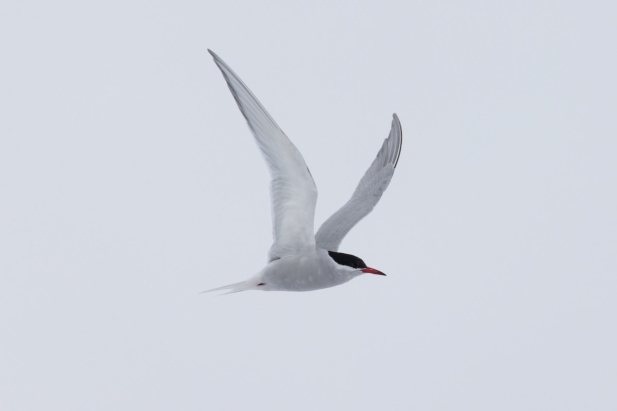 Antarctic Tern (Antarctic) - ML615846688