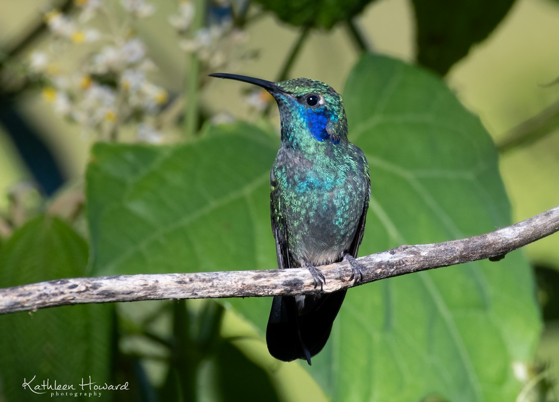 Colibrí Oreja Violeta Menor - ML615846704