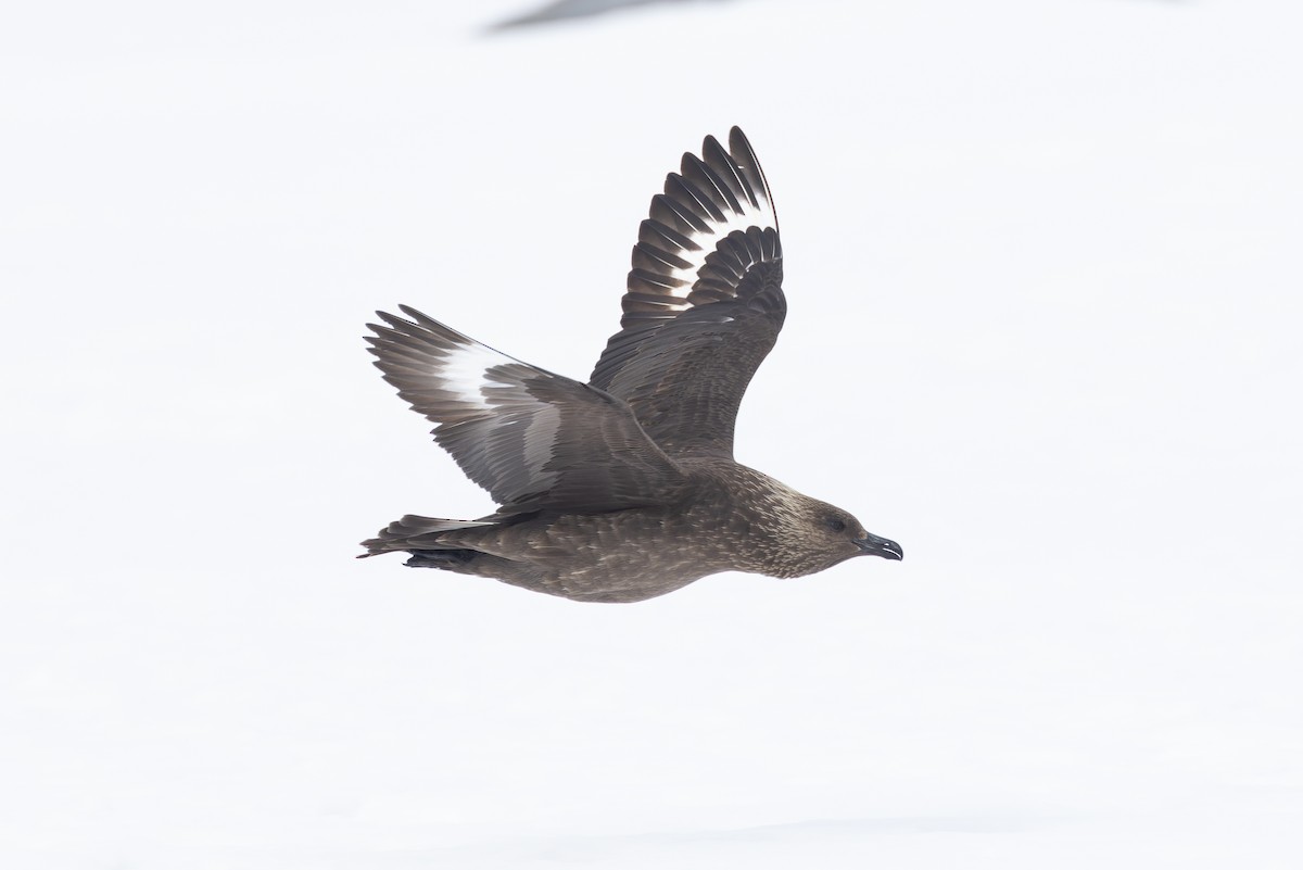 South Polar Skua - ML615846708