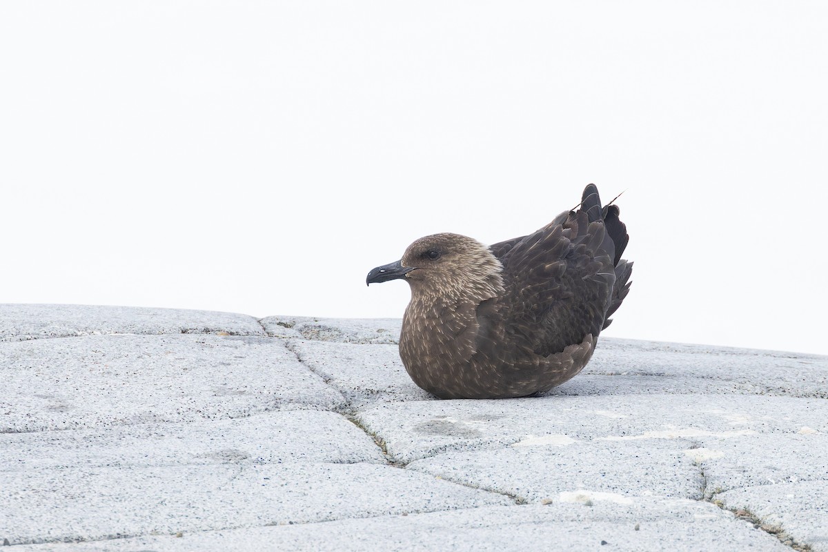 South Polar Skua - ML615846709