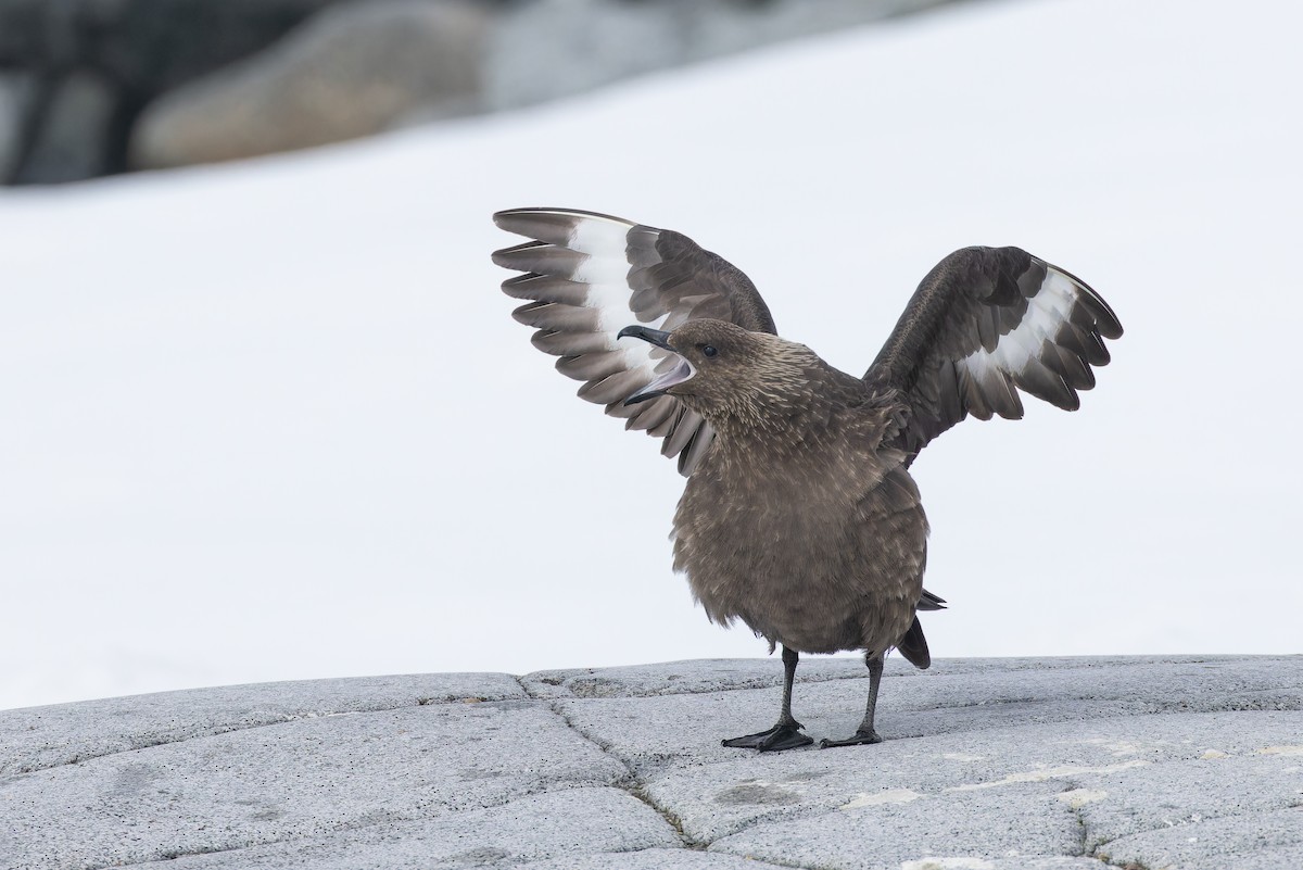 South Polar Skua - ML615846711