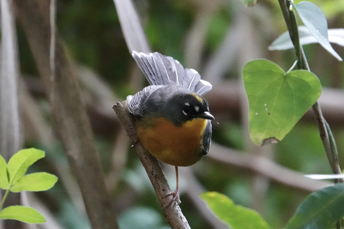 Fan-tailed Warbler - ML615846713