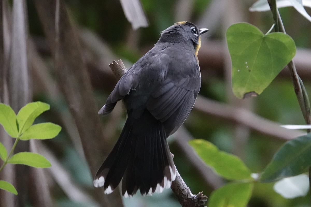 Fan-tailed Warbler - ML615846714
