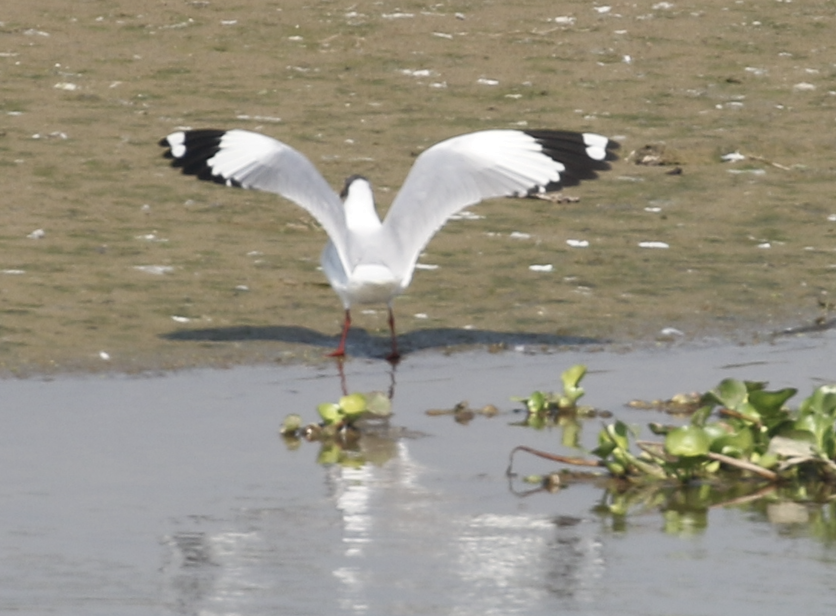 Brown-headed Gull - ML615846796