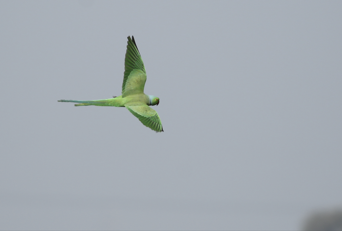 Rose-ringed Parakeet - ML615846808