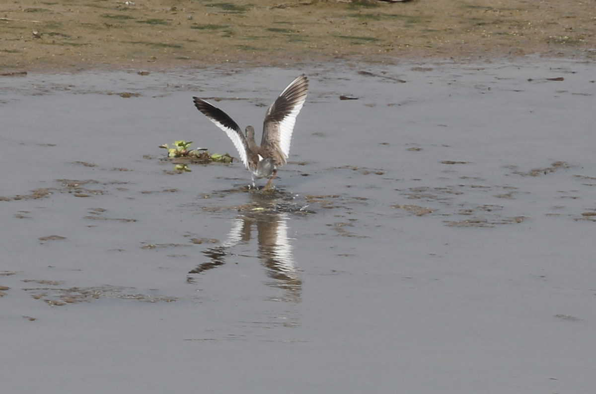 Common Redshank - ML615846818