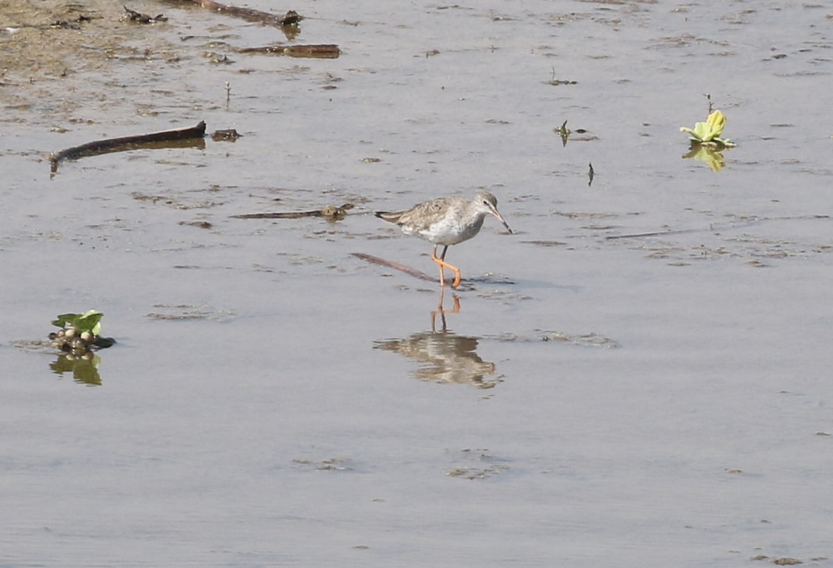 Common Redshank - ML615846827