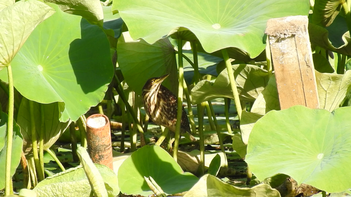 Schrenck's Bittern - Jiankun (建坤) Li (李)