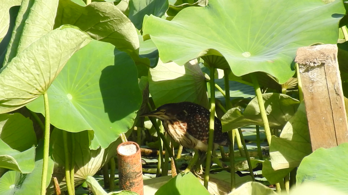 Schrenck's Bittern - ML615846862