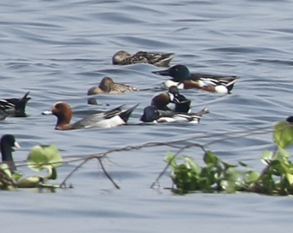 Eurasian Wigeon - ML615846880