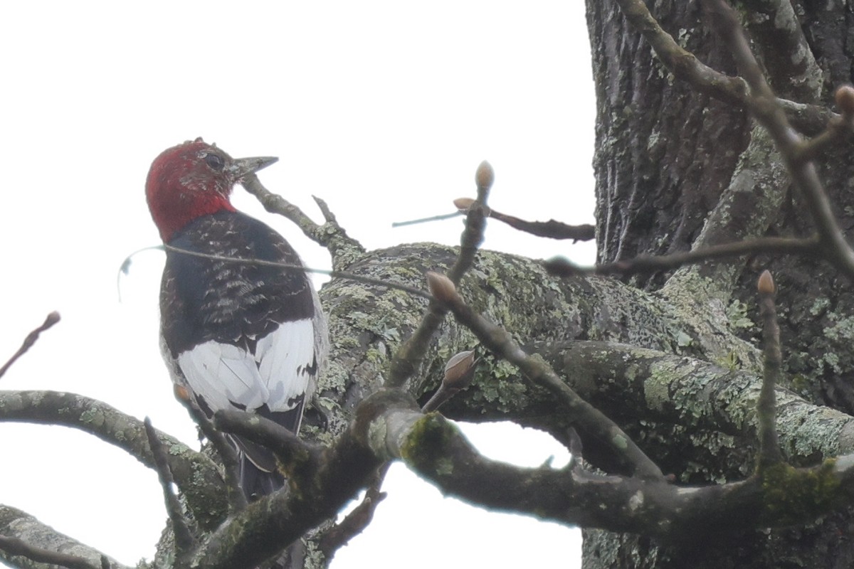 Pic à tête rouge - ML615846946