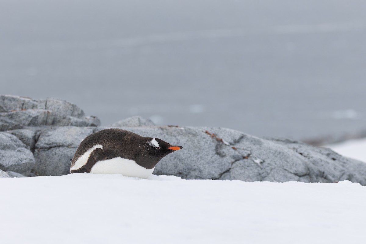 Pingüino Juanito - ML615846966