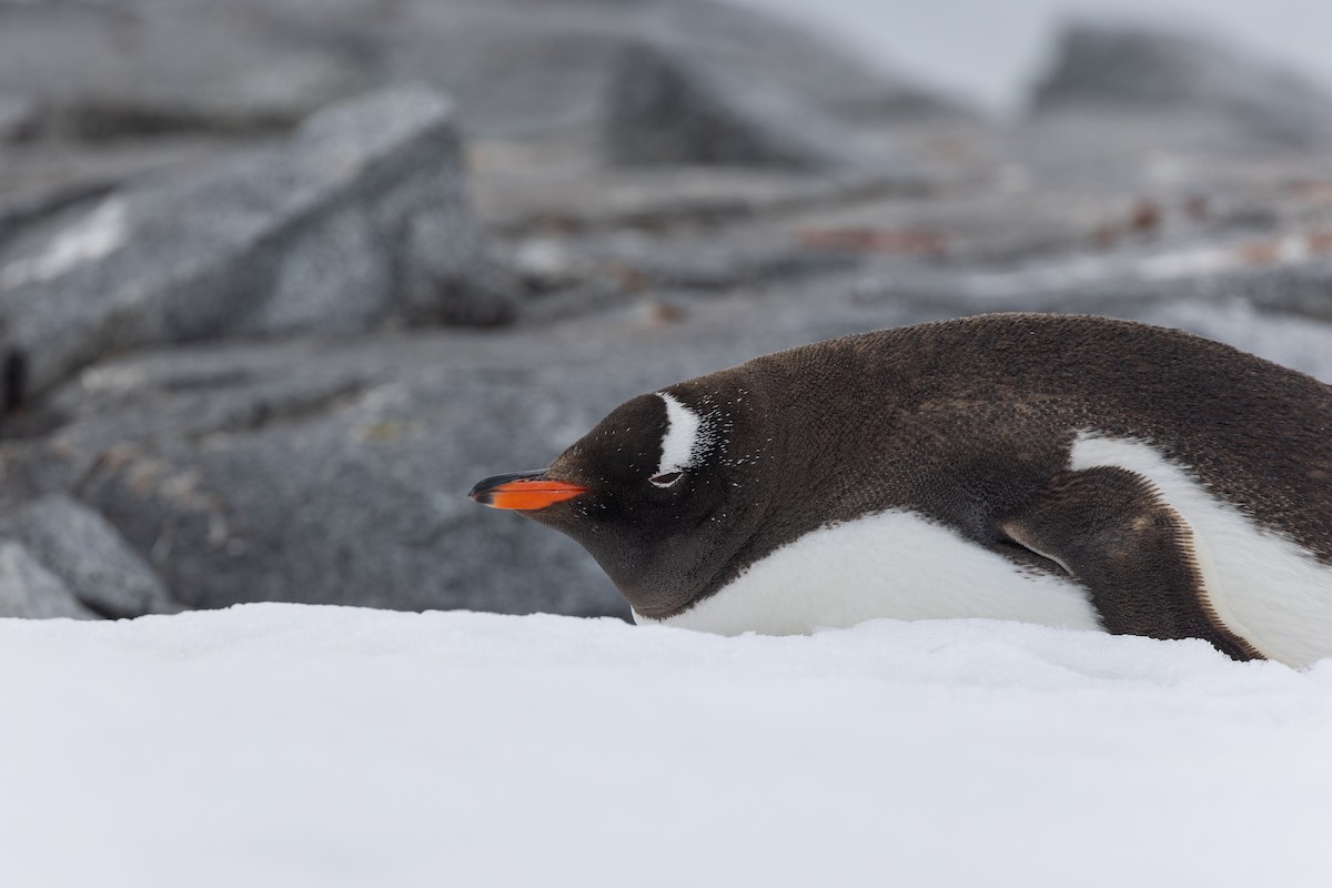 Gentoo Penguin - Alex Rinkert