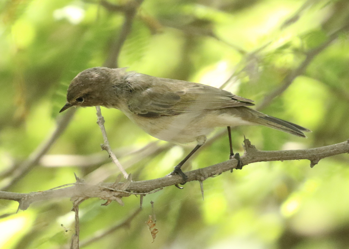 Pouillot véloce (tristis) - ML615846991