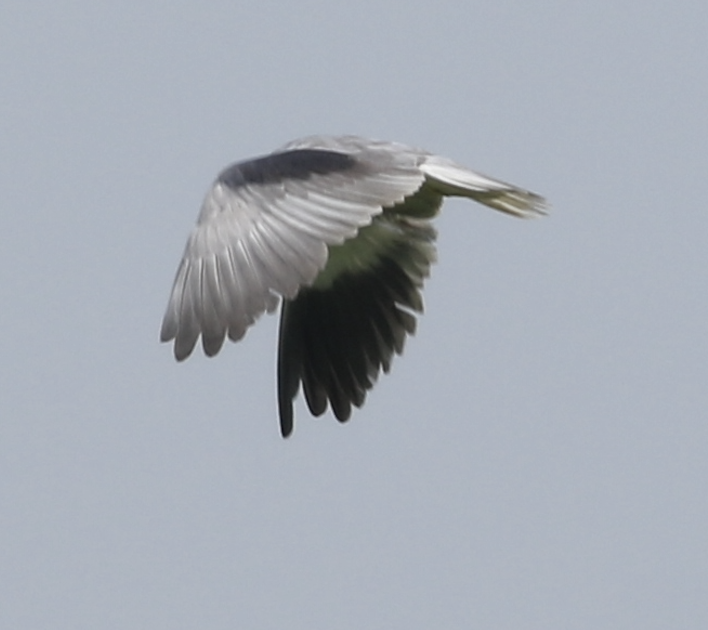 Black-winged Kite - ML615846999