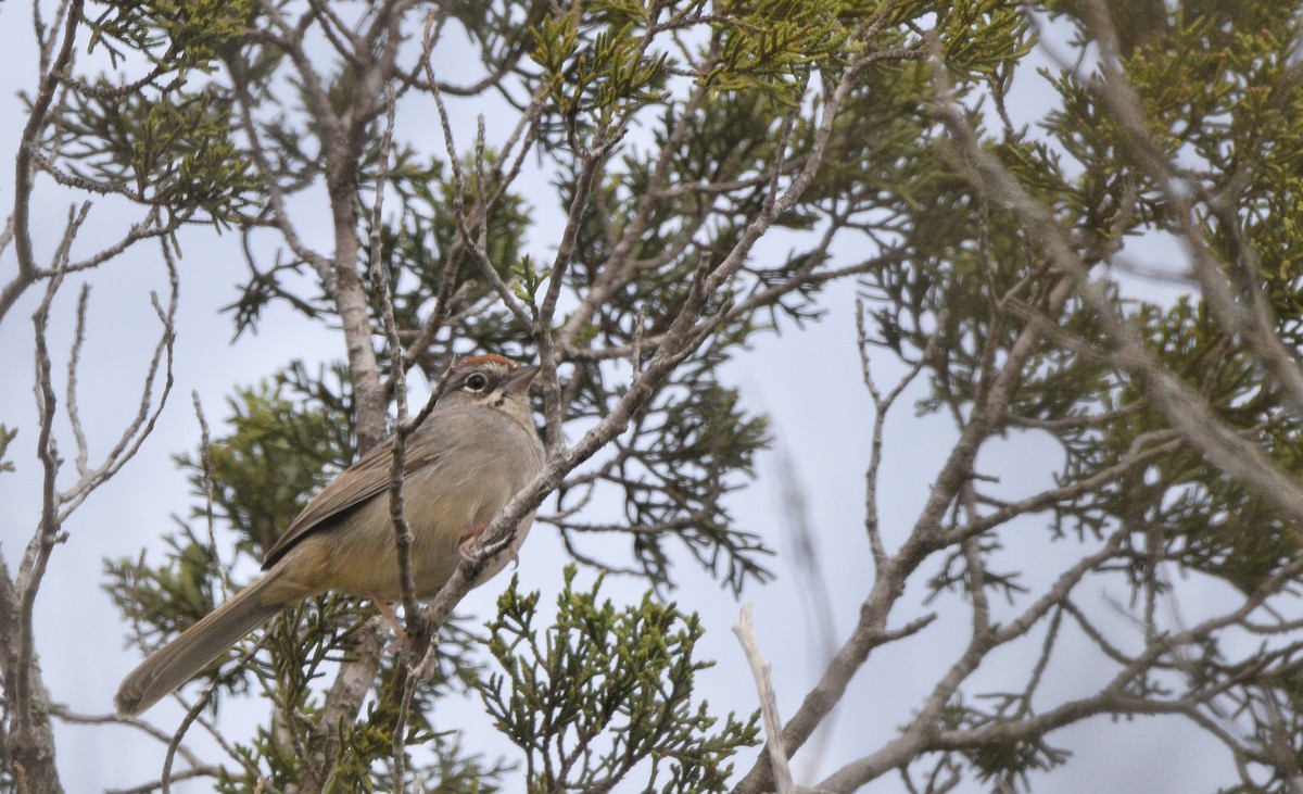 Rufous-crowned Sparrow - ML615847004