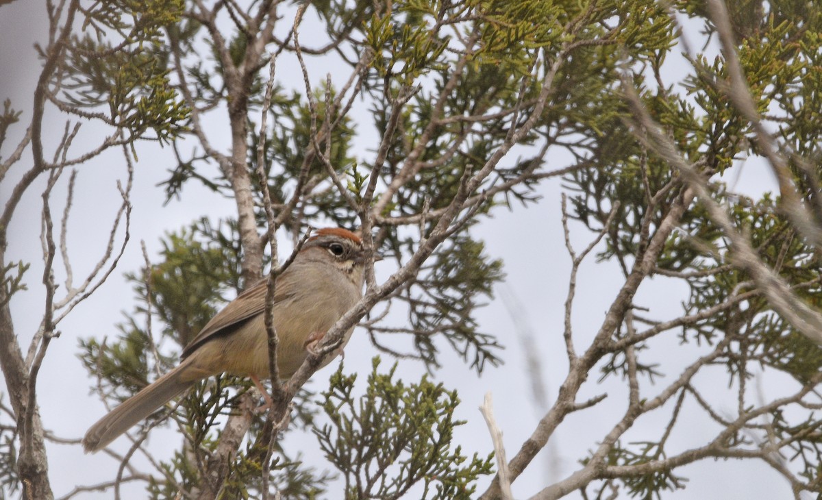 Rufous-crowned Sparrow - ML615847005