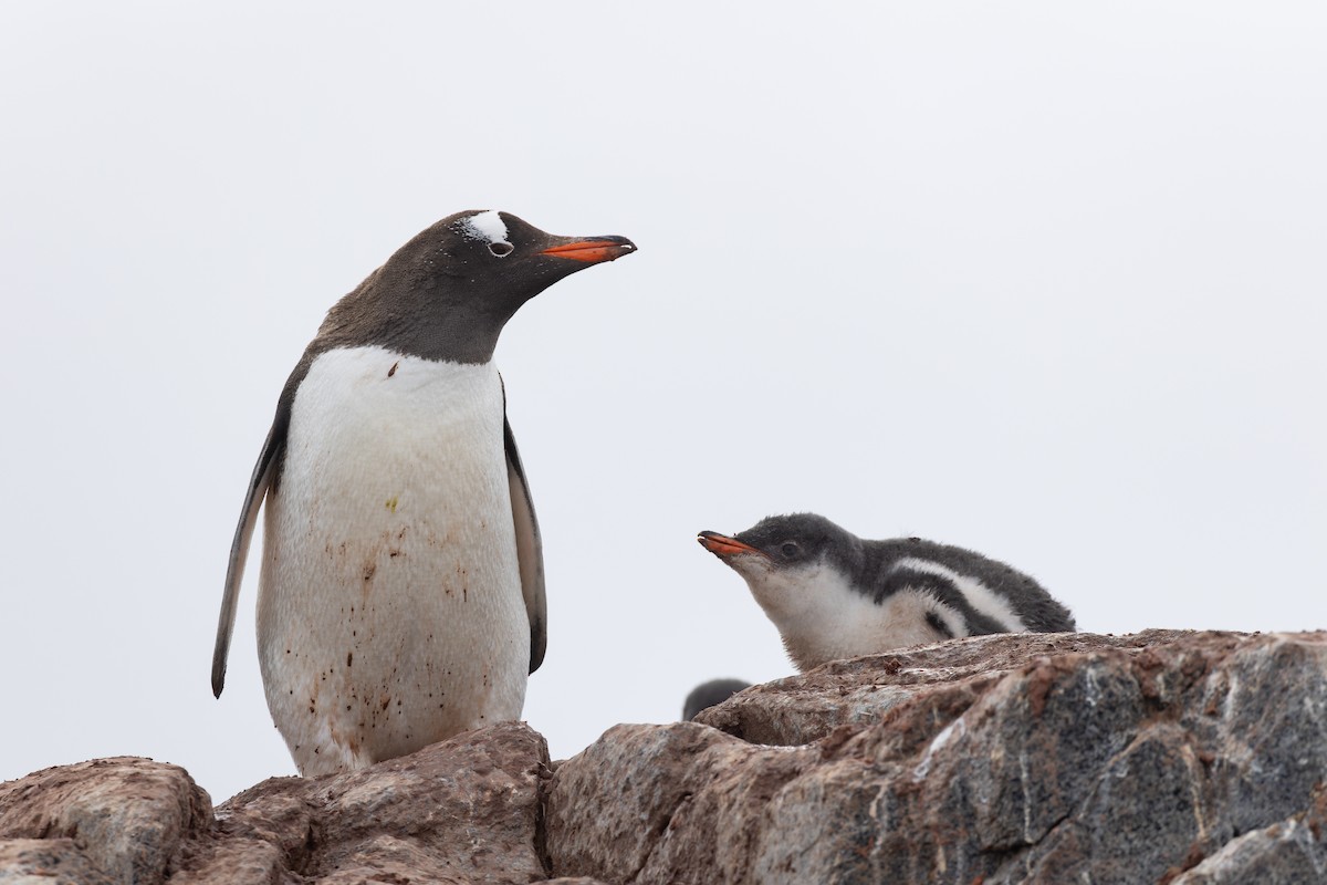 Gentoo Penguin - Alex Rinkert