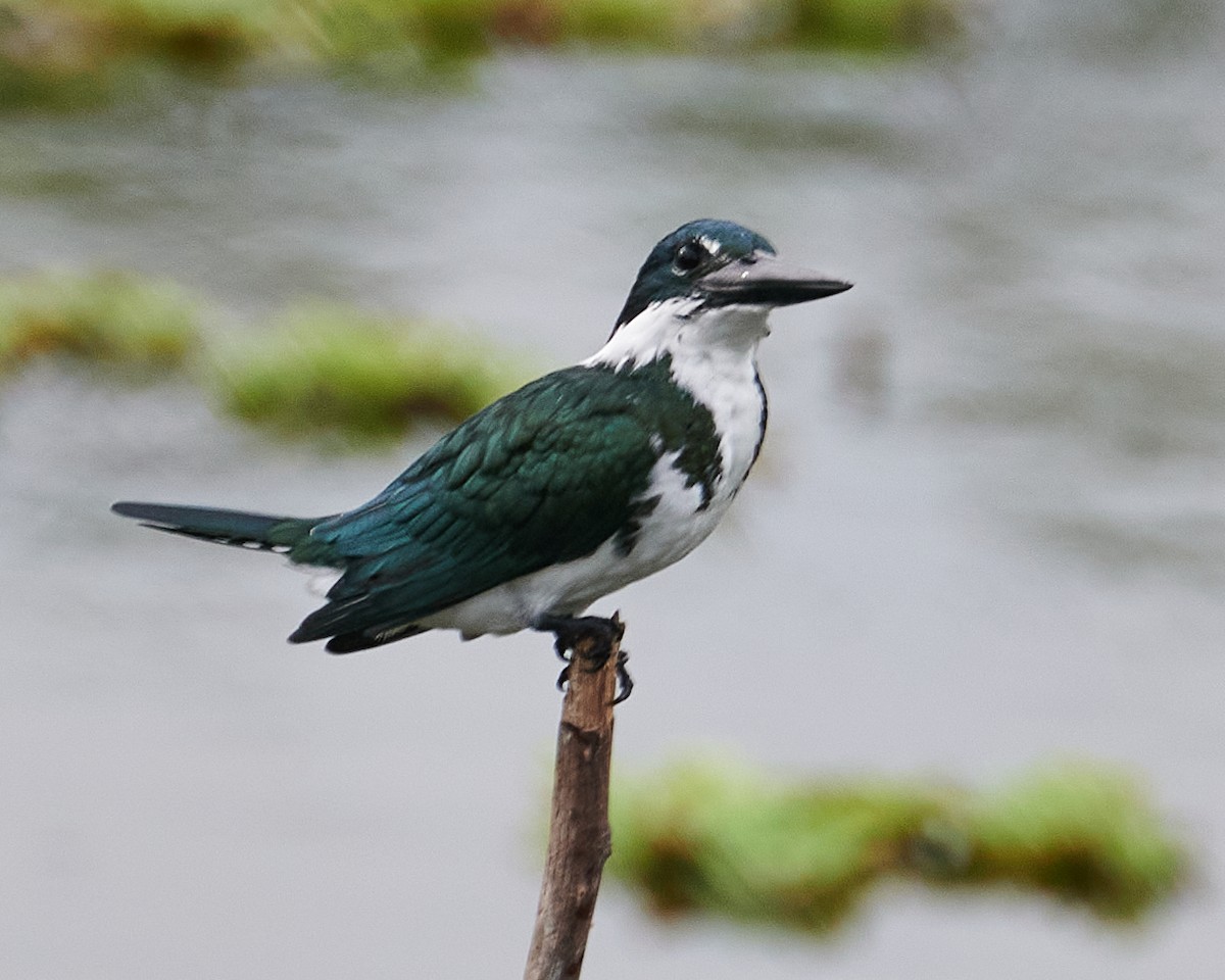 Amazon Kingfisher - Gerardo Aguilar Anzures