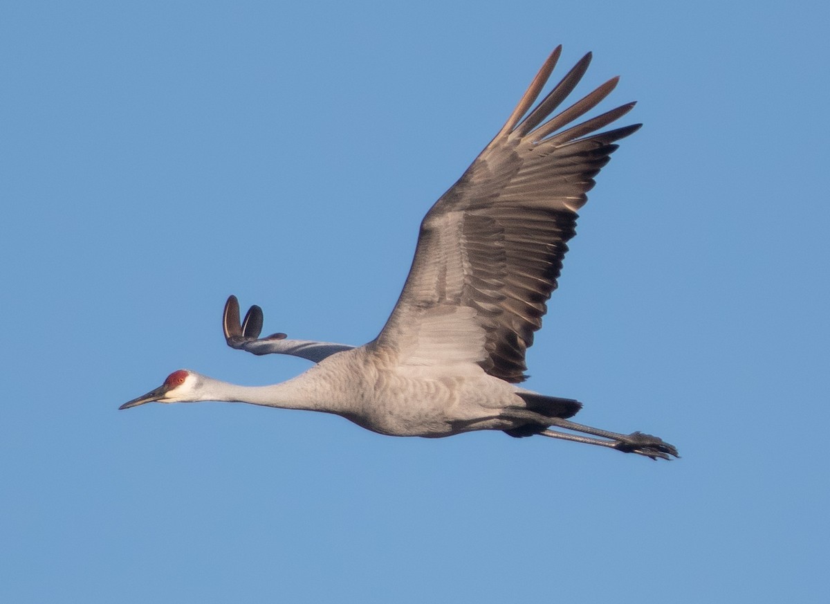 Sandhill Crane - ML615847121