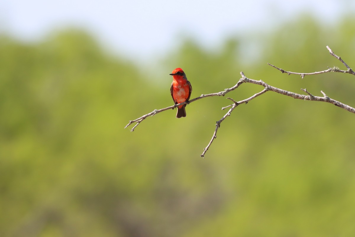 Vermilion Flycatcher - ML615847140