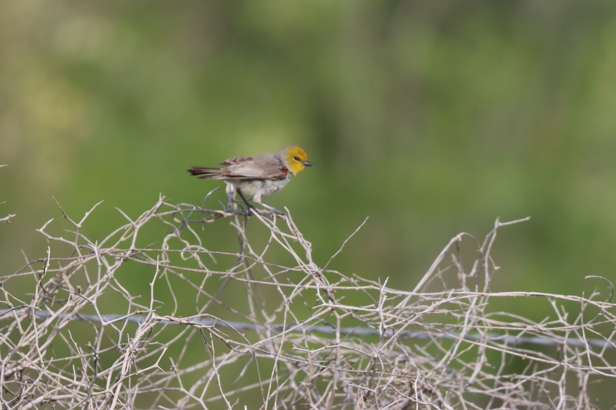 Pájaro Moscón Baloncito - ML615847151