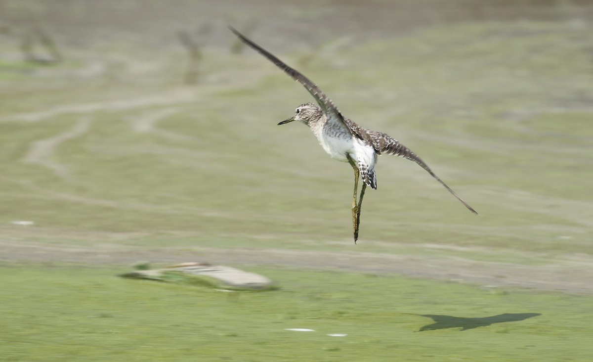 Wood Sandpiper - ML615847164