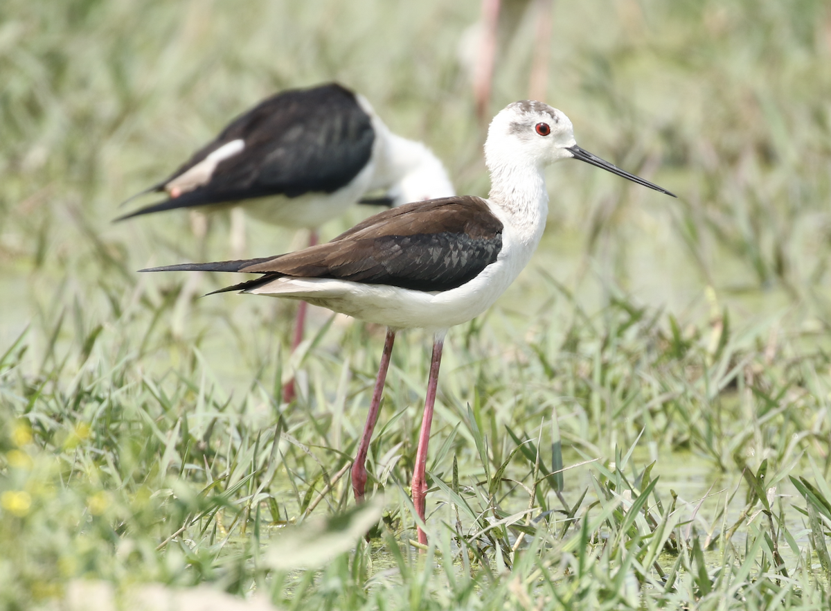 Black-winged Stilt - ML615847199