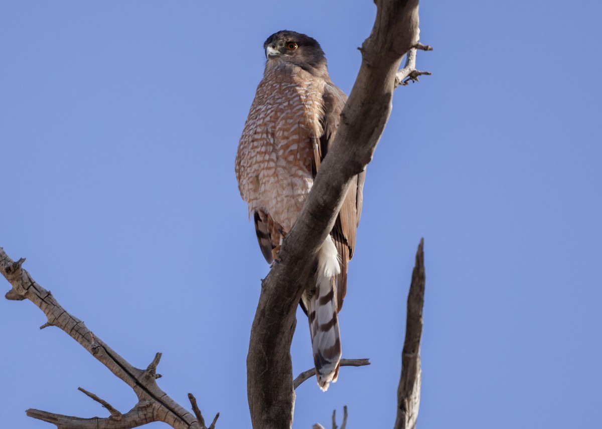 Cooper's Hawk - Shorty Veliz