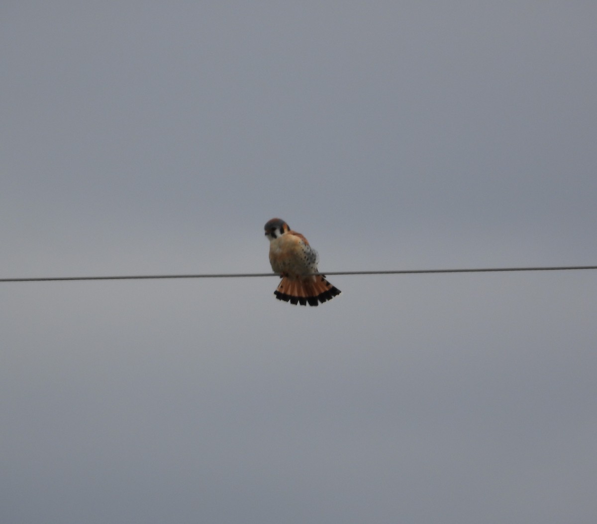 Buntfalke - ML615847319