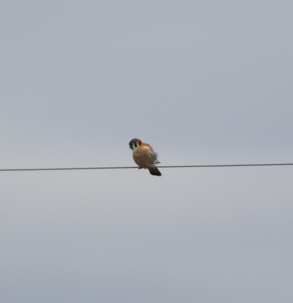 Buntfalke - ML615847321
