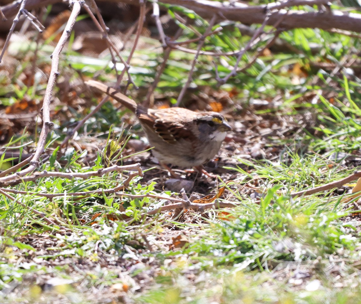 White-throated Sparrow - Shorty Veliz